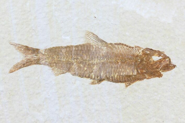 Knightia Fossil Fish - Wyoming #79939